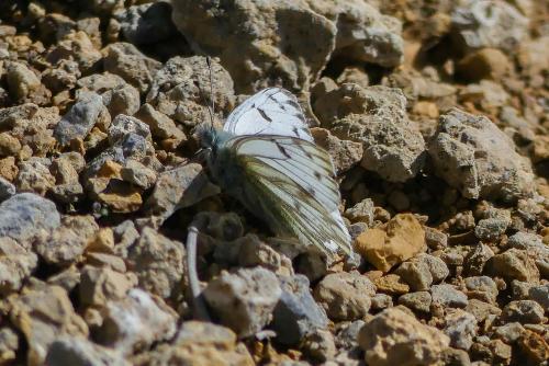 Réf. 213 399 : Pontia callidice